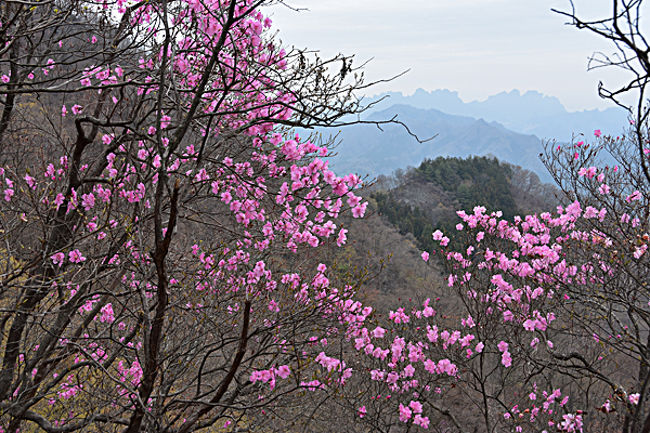 毎年見たい花の1つがピンクの丸い花弁が素敵なアカヤシオ。今年はどこに行こうか考えていましたが、西上州の鹿岳と四つ又山を訪れました。<br /><br />まだ咲き始めという感じでしたが、四つ又山山頂やその直下、マメガタ峠から鹿岳への登り辺りはきれいに咲いていて、久しぶりに幸せな気分になりました。<br />そのほかにミツバツツジも今が見ごろで、1000m付近はアカヤシオ、それより下はツツジが咲いていて道中飽きません。<br /><br />また、西上州の山らしく岩峰で起伏に富んでいて登山コースとしても十分に楽しめるコースでした。悪いところはロープや鎖が設定されているので、慎重に歩けば問題なさそうです。<br /><br />コースタイム：5時間50分<br />南牧ハーブガーデン7:40－7:53四つ又山登山口－8:36天狗峠8:45－9:10四ッ又山9:25－10:03マメガタ峠－10:50鹿岳（一ノ岳）11:15－11:25鹿岳12:05－12:18高原降下点－13:30鹿岳登山口
