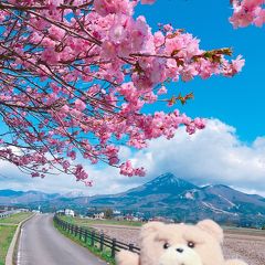 観音寺川の桜