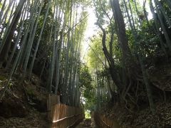 千葉・佐倉の雰囲気ある街並み・お花見とチューリップ畑2019①～城下町と竹林、城址の桜～