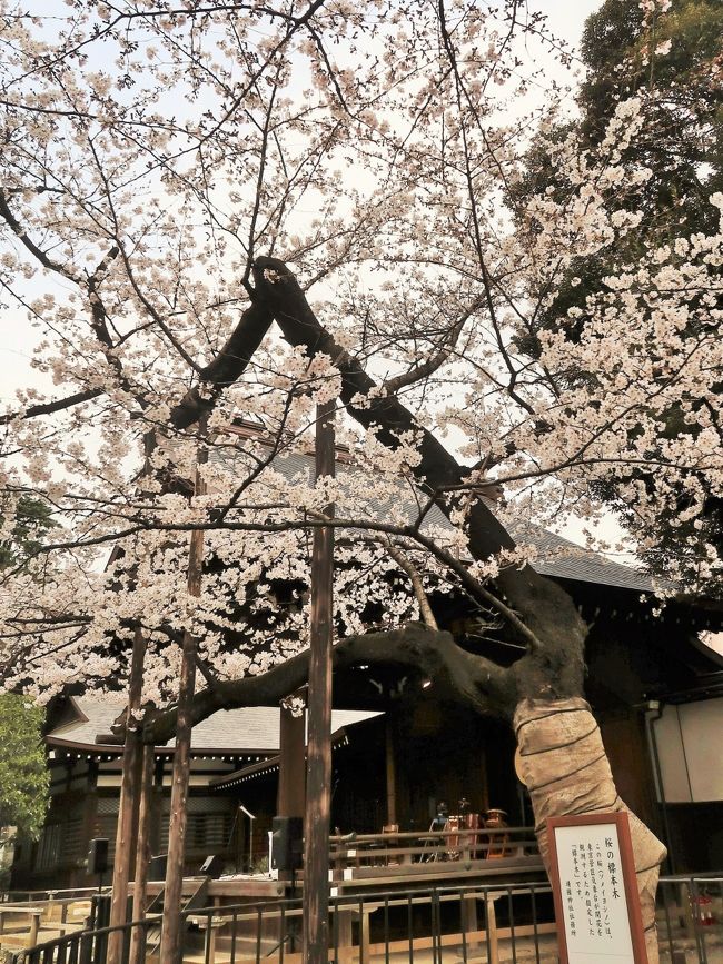 『都内桜名所7 靖国神社 桜の標本木・撮影スポット大人気 ☆東京の開花宣言を判定』市ヶ谷(東京)の旅行記・ブログ
