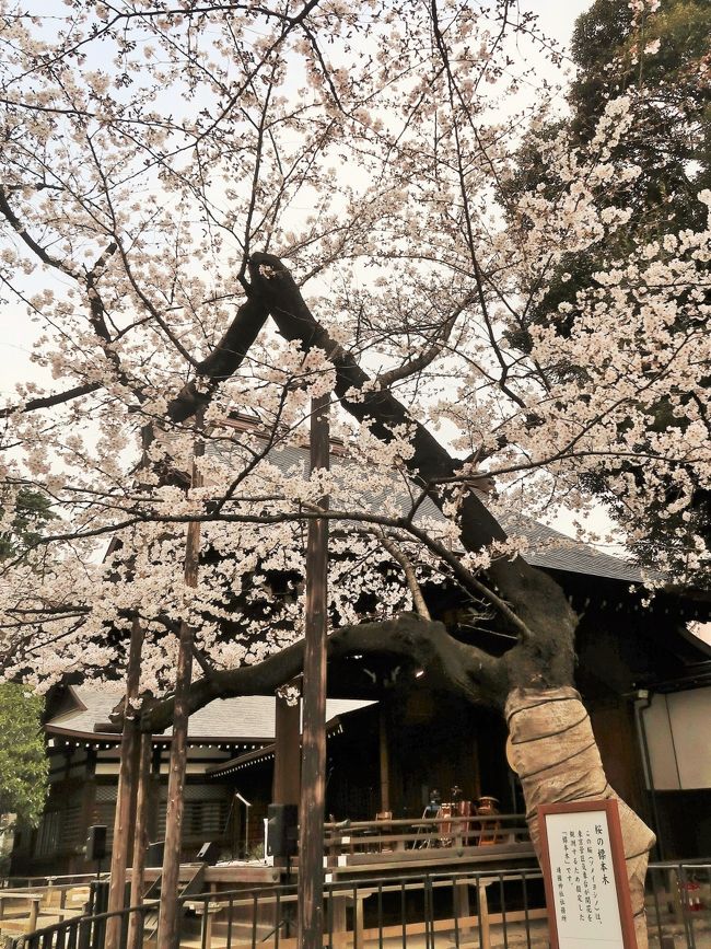 靖国神社（正式表記：國神&#64076;）は、東京都千代田区九段北にある神社である。 <br />境内は、桜の名所として知られる他、大鳥居が東に向いている、数少ない神社の一つでもある。<br />招魂社であるので、氏子地域は存在しない。<br />1946年（昭和21年）に、日本国政府の管理を離れて東京都知事の認証により、宗教法人法の単立宗教法人となった。<br />幕末から明治維新にかけて功のあった志士に始まり、嘉永6年（1853年）のペリー来航（いわゆる「黒船来航」）以降の日本の国内外の事変・戦争等、国事に殉じた軍人、軍属等の戦没者を「英霊」として祀り、その柱数（柱（はしら）は神を数える単位）は2004年（平成16年）10月17日現在で計246万6532柱にも及ぶ。当初は祭神は「忠霊」・「忠魂」と称されていたが、1904年（明治37年）から翌年にかけての日露戦争を機に新たに「英霊」と称されるようになった。この語は直接的には幕末の藤田東湖の漢詩「文天祥の正気の歌に和す」の「英霊いまだかつて泯（ほろ）びず、とこしえに天地の間にあり」の句が志士に愛唱されていたことに由来する。<br />（フリー百科事典『ウィキペディア（Wikipedia）』より引用）<br /><br />靖国神社　については・・<br />https://www.yasukuni.or.jp/<br />