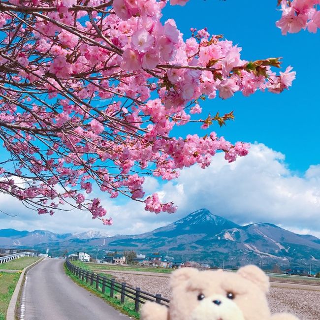 観音寺川の桜、猪苗代湖、磐梯山【福島県】東北,GW,桜,お花見,ドライブ,初日,2019