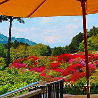 つつじを見に箱根へ　2日目