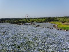 【2017年GW 宮城帰省】千葉からの帰省途中にひたち海浜公園へ