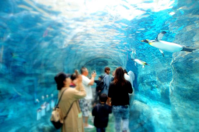 旭山動物園を目的にした、2泊3日のレンタカーの旅<br />プリン、ソフトクリーム、海鮮、ラーメン、カレー、ビール・・・結局はグルメ旅