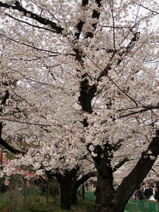 東京都内に数多く点在する桜スポットの中でも随一の人気を誇るのが、江戸時代から続く花見の名所中の名所「上野公園」。約1200本というスケールは壮大で、歴史的建造物と桜のコラボレーションも楽しめる、超おすすめの花見スポットです。<br /><br />江戸時代から桜の名所！「上野公園」  <br />明治6年（1873年）の太政官布達により日本初の公園に指定された「上野恩賜公園」。通称「上野公園」の名で親しまれるこの場所は、実は公園となる遥か以前から、「桜の名所」として広く知られる人気スポットでした。<br /><br />上野の桜の歴史の始まりは、江戸時代前期まで遡ります。3代将軍徳川家光の時代、寛永寺開基の天海僧正が桜好きであったことから、わざわざ奈良の吉野山から桜を移植したのがその起源とする説が有力です。<br />新興都市としてまだ娯楽の場が少なかった当時の江戸で、人々は上野の山に咲き乱れる桜に夢中になります。以来長きに渡り人々に愛され続け、かの有名な俳聖・松尾芭蕉は「花の雲　鐘は上野か浅草か」の名句を残しました。<br />現代でも、東京都内はもちろん全国でも屈指の花見の名所として不動の地位を築いています。<br /><br />現在、上野公園一帯に咲き誇る桜は、約50品種、約1200本。もちろん「日本さくら名所100選」に指定されており、毎年「うえの桜まつり」も開催されます。優美な桜を求めて訪れる花見客の数は、なんと約200万人にも上ります。<br />上野公園ではソメイヨシノはもちろん、ヤマザクラ、サトザクラ等、多種多様の桜が訪れる人々の目を楽しませてくれます。<br /><br />花見の聖地！上野公園が誇る圧巻の桜並木<br /> 広大な上野公園の中でも、桜のメインスポットと言えるのが、中央園路の桜並木です。「さくら通り」とも呼ばれるこの並木道は約400mも続き、頭上を覆い尽くすように咲く桜の迫力はまさに圧巻。春爛漫をとことん満喫できる、贅沢すぎる春の散歩道です。また、ここ「さくら通り」には花見用のスペースも設けられており、飲めや歌えの大宴会で大変な賑わい。まさに花見の聖地と言えるでしょう。<br />https://www.travel.co.jp/guide/photo/25248/1/1/　より引用<br /><br />上野公園桜マップ　については・・<br />http://www.guidenet.jp/tk/hanami/pdf/2013sakuramap.pdf<br />