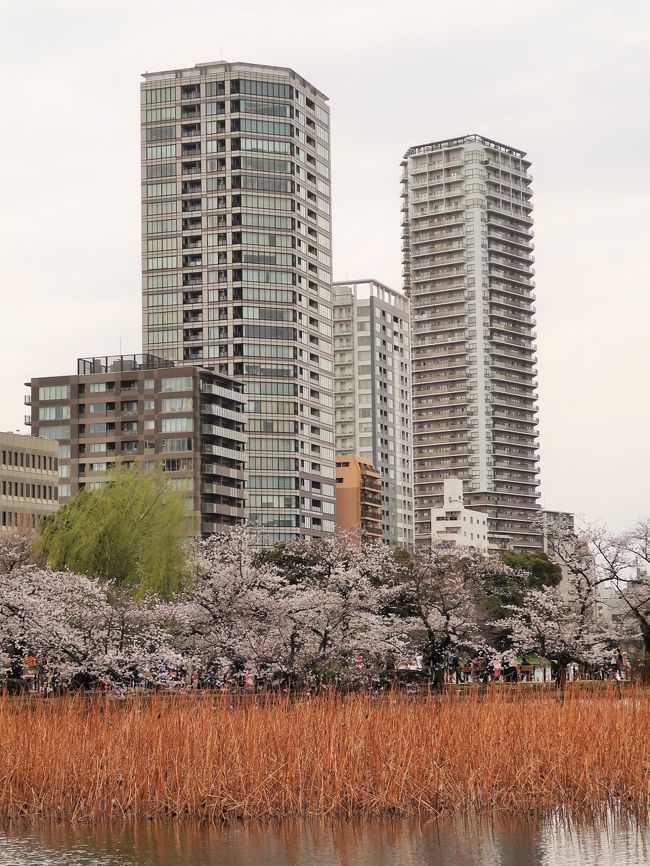不忍池(しのばずのいけ)は上野恩賜公園(東京都台東区)の中に位置する天然の池である。 <br />上野恩賜公園の南端に位置し周囲は約2km、全体で約11万m2。北で上野動物園西園、東で京成上野駅、南と西で不忍通りに接している。 <br /><br />現在の不忍池は、その中央に弁才天を祀る弁天島(中之島)を配している。また、池は遊歩のための堤で3つの部分に分かれており、それぞれ、一面が蓮で覆われる蓮池、ボートを漕いで楽しむことのできるボート池、上野動物園の中に位置しカワウが繁殖している鵜の池の3つである。<br />弁天島に建つ石碑によれば、「不忍池」の名は、かつて上野台地と本郷台地(向ヶ岡)の間の地名が忍ヶ丘(しのぶがおか)と呼ばれていたことに由来するとのことである。 <br />(フリー百科事典『ウィキペディア(Wikipedia)』より引用)<br /><br />上野公園桜マップ については・・<br />http://www.guidenet.jp/tk/hanami/pdf/2013sakuramap.pdf<br />