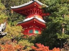 秋のしっとり京都　泉涌寺から今熊野観音寺へ