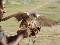 ドバイ旅行6　リッツの敷地には野生動物がいっぱい