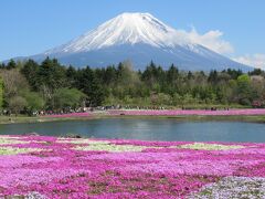 青空と冠雪の富士山と芝桜　2019/5/8