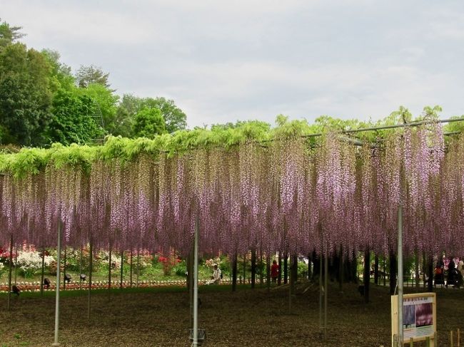 10連休というゴールデンウィークは終わってしまったが「あしかがフラワーパーク」の「藤の花」は8日まで見頃なのだという。<br />という訳で、世の中の人々が仕事はじめというのに、ひとっ走り、足利までドライブ。。。<br /><br /><br />外環から東北道を飛ばしておよそ1時間40分。畑のど真ん中に「あしかがフラワーパーク」はある。97年オープンの9.4万平方メートルの敷地面積を誇る施設なのだそうだ。<br /><br />駐車場は無料だったが、入園料は1,600円！！入園料は咲く花の種類によって少しずつ変動していくのだそうだ。<br />ライトアップの時間は17：30～21：00で、1,300円となるらしい。「藤の花」が咲き誇るハイシーズンのこの季節は特に稼ぎ時でもあるようだ。<br /><br /><br />この日（5月7日）のオススメは「白藤の滝」と「白藤のトンネル」。むらさき藤は見頃を過ぎたようで、きばな藤は少し咲きはじめていた。