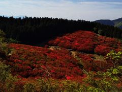 一足早く葛城山の躑躅を愛でに