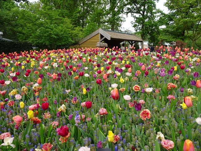 旅行４日目<br />オランダ旅行のメインイベント、キューケンホフ公園に行ってきました。<br />さらに、アムステルダム市内にもいって、<br />夕方にはザーンセスカンスにも足を伸ばしました。<br />盛りだくさんの一日。<br /><br />旅行５日目<br />オランダ最終日は、ユトレヒトのオルゴール博物館に行くことにしました。<br />ユトレヒト→フランクフルトへ戻ります！<br />