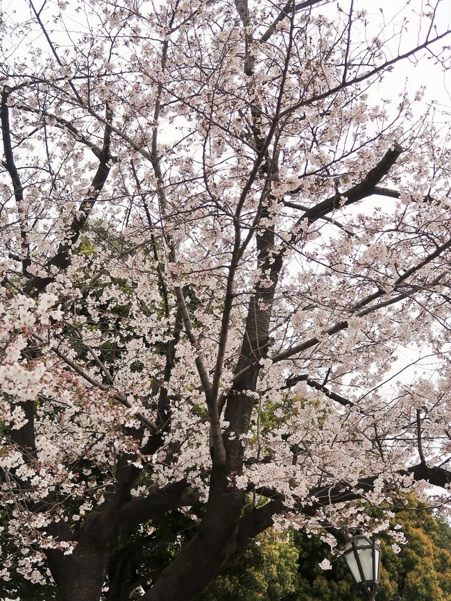 隅田公園（すみだこうえん）は、東京都の隅田川沿いにある公園で、右岸の台東区浅草、花川戸、今戸と左岸の墨田区向島にまたがる。春には桜が満開になり、夏には隅田川花火大会が行われる。 <br /><br />隅田公園内には約700本の桜があり、日本さくら名所100選に選定されていて、桜まつりが開催される。 約1キロに渡る隅田川両岸の桜並木は、八代将軍徳川吉宗のはからいにより植えられた。江戸時代より花見シーズンには多くの出店が並び賑わう。<br />（フリー百科事典『ウィキペディア（Wikipedia）』より引用）<br /><br />隅田公園　については・・<br />https://sp.jorudan.co.jp/hanami/spot_119.html<br />http://visit-sumida.jp/spot/6133