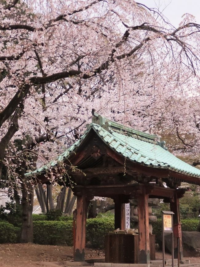 増上寺（ぞうじょうじ）は、東京都港区芝公園四丁目にある浄土宗の仏教寺院。山号は三縁山。三縁山広度院増上寺（さんえんざん こうどいん ぞうじょうじ）と称する。 <br /><br />9世紀、空海の弟子・宗叡が建立した光明寺が増上寺の前身だという。 その後、室町時代の明徳4年（1393年）、浄土宗第八祖酉誉聖聡（ゆうよしょうそう）の時、真言宗から浄土宗に改宗し、寺号も増上寺と改めた。この聖聡が、実質上の開基といえる。 <br /><br />江戸城の拡張に伴い、慶長3年（1598年）、家康によって現在地の芝へ移された。 風水学的には、寛永寺を江戸の鬼門である上野に配し、裏鬼門の芝の抑えに増上寺を移したものと考えられる。 <br /><br />また、徳川家の菩提寺であるとともに、檀林（学問所及び養成所）がおかれ、関東十八檀林の筆頭となった。徳川幕府の崩壊、明治維新後の神仏分離の影響により規模は縮小し、境内の広範囲が芝公園となる。 東京タワーの建設時、増上寺は墓地の一部を土地として提供している。 <br />三解脱門（さんげだつもん、重要文化財） - 戦災を免れた建物の1つで、元和8年（1622年）建立の二重門（重層で、各層に屋根が付く門）。この門をくぐると、三毒（3つの煩悩、即ち貪、瞋、癡）から解脱できるとされる。内部には釈迦三尊像と十六羅漢像が安置されている。<br />大殿 - 昭和49年（1974年）の再建。室町期の阿弥陀如来像、脇仏に法然上人像、善導大師像がまつられている。<br />（フリー百科事典『ウィキペディア（Wikipedia）』より引用）<br /><br />増上寺　については・・<br />http://www.zojoji.or.jp/