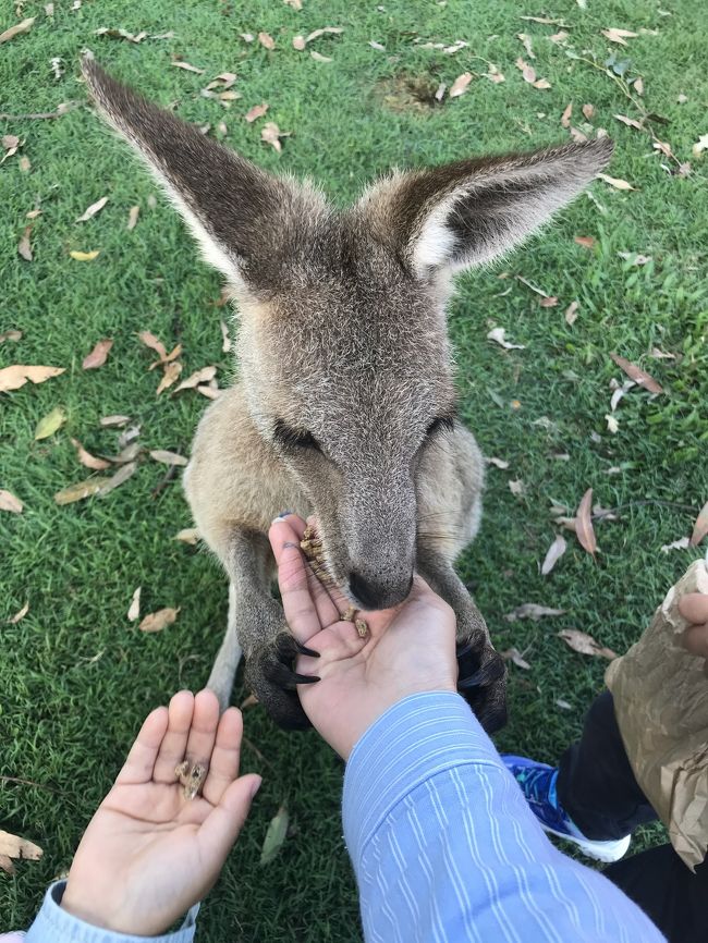 ブリスベン 4歳 6歳子連れ 母子旅 3日目 動物園 ショッピングモール編 ブリスベン オーストラリア の旅行記 ブログ By Sunshineひかりさん フォートラベル