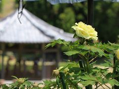 永沢寺花しょうぶ園の牡丹