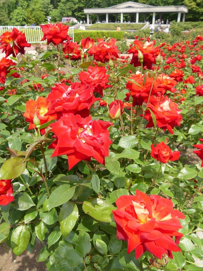 「神代植物公園」で「春のバラフェスタ」が始まったので、バラ園に行ってきました。（バラフェスタは、５月８日～６月９日）<br />昨年(2018)は「生田ばら苑」に、開苑２日目に行ったのですが、既に十分な数のバラが咲いていて、しかも、かなりの花が見頃を過ぎていました。それなので今年も（場所は違いますが）早めに行ったのですが、開花は半分くらいで、やや早かったようでした。ただ、綺麗な花は少なく、くたびれ気味の花が多かった印象でした。かなり暑い日の午後だったので、水不足だったのかもしれません。<br /><br />旅行記作成に際しては、現地の説明板、神代植物公園のパンフレット、東京都公園協会や調布市のホームページ、関連するネット記事を参考にしました。