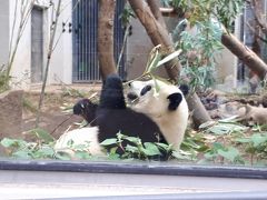 シャンシャンを見たい人のための　上野動物園攻略法