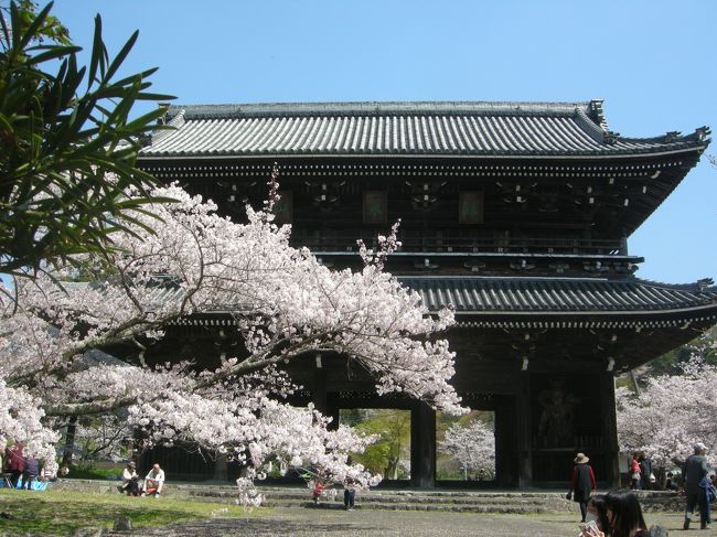 何年振りかに「根来寺」の桜を愛でに出かけました。やはり人気スポットとあって「根来寺」境内の駐車場は入口で渋滞状態でした。<br />何度か来たことがあるので、時間的余裕がなかったためここは諦めて・・此処もまた久々の「緑化センター植物公園」に向かい、かろうじて駐車できたので、チューリップを中心に写真が取れたので、帰路につきながら時間が許す限り・・と、桜と門のコントラストが綺麗な根来寺大門までの根来寺境内の参道の道路へ向かい、途中の、昔来た時、ひっそりとしていて、私しかいなくてその桜のトンネルの光景を独占できて、いい感じに写真を撮れた辺りで停車させてもらって、追い抜いていく車をできるだけ入れないで・・と車内からフロントガラス越しに何とか四苦八苦して撮って、大門へ向かい、駐車できてから辺りを散策しながら撮った写真をご紹介します。