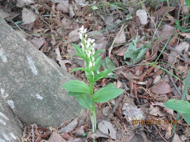 5月12日、午後1時過ぎに川越市の森のさんぽ道へ行きました。 蝶の観察が主ですが、すでに4月25日ころに見てきましたキンラン、ササバギンランについてはほぼ終わりになろうとしていました。 昨年に比べて、キンラン、ササバギンランの数は観察したところ、ほぼ同じぐらいに見られました。観察できたのは昨年より遅かったように思います。 ササバギンランについては群落しているところも見られました。 <br /><br /><br /><br />*写真はササバギンラン