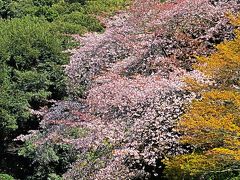 東博-5　桜/庭園散策　ヤエベニヒガンの名木も　☆さくら10種類も/次々と花ひらき
