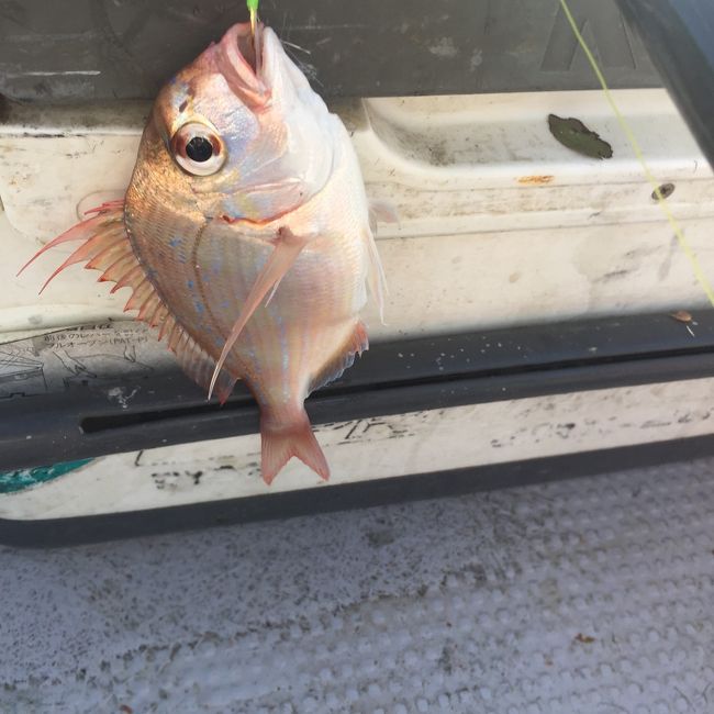 三津の内浦湾でボート釣り<br />GWの真ん中に義理兄にボート釣りに連れて行ってもらった。娘家族と息子も喜んでこのイベントに参加。<br />小鯖、小アジ、小鯛、大ダコが釣れた。<br />