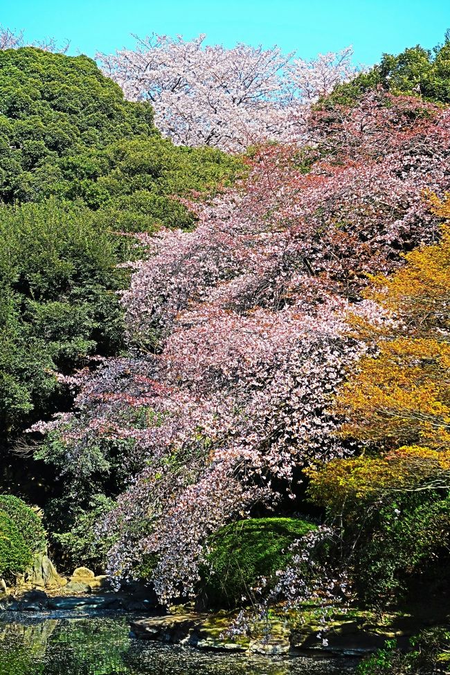 本館北側の庭園を公開します。エドヒガンザクラ、オオシマザクラ、ギョイコウザクラなど10種類もの桜が次々と開花する庭園は、１年でもっとも美しい花の園になります<br /><br />東京国立博物館の本館北側に広がる庭園は、池を中心に5棟の茶室を配し、四季折々の花や紅葉に彩られる憩いの空間です。かつてあった動植物の研究部門「天産部」の名残で、珍しい樹木や野草が植えられているのも特徴です。また、5代将軍徳川綱吉が法隆寺に献納した五重塔や、石碑や燈籠などが庭園には遺されています。<br /> 春の庭園開放：2019年3月12日(火)～5月19日(日)  10:00～16:00　<br />https://www.tnm.jp/modules/r_free_page/index.php?id=121 より引用<br /><br />ヤエベニヒガン　については・・<br />http://www7b.biglobe.ne.jp/~cerasus/cera-yrw/c-yaebenihigan.html<br />https://www.ootk.net/cgi/shikihtml/shiki_4541.htm<br />https://jahlove.jp/sakura/231.html<br />http://wampaq.photo-web.cc/sakura/data/yaebenihigan.htm<br /><br />東京国立博物館は、日本と東洋の文化財（美術品、考古遺物など）の収集保管、展示公開、調査研究、普及などを目的として独立行政法人国立文化財機構が運営する博物館である。<br />1872年（明治5年）に創設された、日本最古の博物館である。東京都台東区の上野恩賜公園内にある。本館、表慶館、 東洋館、平成館、法隆寺宝物館の5つの展示館と資料館その他の施設からなる。2018年3月31日時点で、国宝89件、重要文化財643件を含む収蔵品の総数は117,460件。これとは別に、国宝55件、重要文化財260件を含む総数3,109件の寄託品を収蔵している。総合文化展（平常展）に展示している文化財の件数は約3,000件で、2017年度の展示替え件数は6,616件、展示総件数は10,223件。同年度の来館者数は約257万人で、平常展来場者は約103万人。 <br />（フリー百科事典『ウィキペディア（Wikipedia）』より引用）<br /><br />東京国立博物館　については・・<br />https://www.tnm.jp/