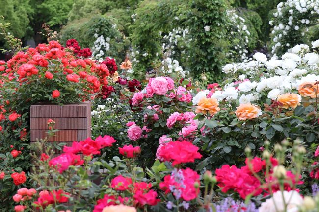 港の見える丘公園や山下公園のバラの開花状況をネットで調べてみると、5/10の時点ではまだ５～６分咲きで最盛期は来週となっていました。<br />今日は5/12、天気はいいし行きたい、まだ早いかもしれないとは思いつつも、もし見頃前ならもう一度行けばいいと決めて出かけてきました。<br /><br />港の見える丘公園のイングリッシュローズの庭と山下公園は８～９分咲きの見頃、港の見える丘公園の香りの庭（沈床花壇）は7分咲きという感じでした。全体的にはどちらも見応え十分で、華やかで、お出かけをお勧めできる状態になっています。<br /><br />