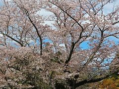 佐倉-１　国立歴史民俗博物館への道　桜・さくら咲いて　☆シャクナゲも花ざかり