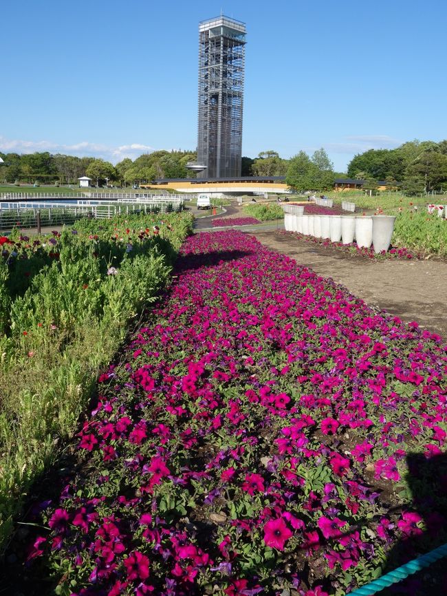 お花の季節の真っ盛り。浜名湖ガーデン・パークでは，たくさんの花々が艶を競っていました。ここは，入場無料，駐車料金無料。そして，お花がいっぱい。とても良いところです。