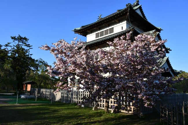 弘前城は、石垣の補修で本丸を移転中です。曳家という工法で、土台ごと動かしています。本来は石垣の上に鎮座まします本丸が、何もないような平地に移動しています。皐月も半ばで染井吉野は葉桜でしたが、八重桜は満開でした。