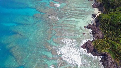 ☆ 貴重！加計呂麻島 WD アマミコカブト 1♂2♀トリオ ☆ 世界最高峰アルティメットミカカブクワ