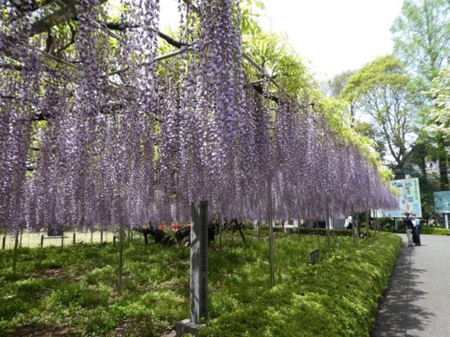 埼玉県大宮にある「青葉園」の中に樹齢700年になる藤があります。<br />ピークだということで見に行ってみました。