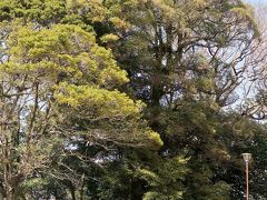 佐倉-3　佐倉城址公園　時の流れを感じる空間　☆姥ヶ池・夫婦モッコク・歩兵連隊遺構など