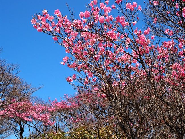 　鈴鹿市立白子公民館には、団体のようで団体でない。個人のようで個人でない。個人旅行と団体旅行のそれぞれの利点を取り入れた７２名の大所帯の＜旅＞のサークルがある。今回、このサークルに同行させていただき御在所ロープウェイで１２１２ｍ?、春の御在所山頂へ行ってきました。新緑にツツジ科のアカヤシオが映えて見応えがありました。鶯の鳴き声が近くで飛び交う。樹氷が見られる冬の御在所山頂も最高だが、春は気分が和む。御在所の魅力もさることながら、タレント並みの忙しさをこなす御在所ロープウエイの人気企画・広報部長の森豊さんに会うために訪れるリピータも多い。連休明けの今頃がゆったり楽しめるのでお勧め。