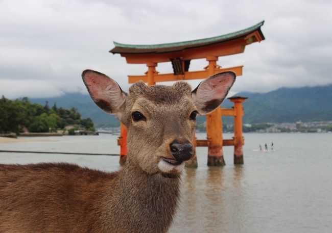 今年の家族旅行は、ゴールデンウィーク１０連休で、思い切って２泊３日で予てより行きたかった広島周辺観光に行きました。<br />天気予報が３日ともに雨だったので、当日を迎えるまで心配でしたが、朝から曇でしたが雨も降ることなく車を４時間程走らせ、呉の大和ミュージアム到着。１０分の１スケールの巨大模型が出迎えてくれビックリ！戦争当時の映像、遺品等見学し今日の平和な時代に生まれたことを思わず考えさせられました。家族一同毎日幸せに暮らせることを感謝します。その後宿泊地のリーガロイヤルホテル広島へ車を走られチェックイン。２１階の素晴らしい眺めで北向きの部屋はちょうど広島城が目の前で最高でした。そして夜を迎え夜食は何といっても広島焼！夜前から予想通り雨が降ってきて、途中から大雨になりその中を目的のお好み焼店を目指して歩き３０分程歩くとお好み焼店到着。やっと食べれると思い店を見ると大雨の中なんと３０人以上が列を成して並んでるではありませんか？これではいつ食べれるかわかりませんので、あきらめてお好み焼村と言う場所でようやく広島焼を賞味。甘いソースにネギいっぱいのお好み焼は家族は意見が分かれましたが、私は美味しく食しました。夜食の後は恒例のカラオケで１１時３０分位迄歌い放題で満喫し初日は就寝。２日目は、ホテルから１０分程歩くと原爆ドーム見学。近くに爆心地もあり、改めて戦争の悲惨さを学びました。その後も広島電鉄に乗り約１時間かけて宮島口に。宮島口からフェリーで宮島到着。ついに厳島神社参拝を果たしました。この日は平成最後の４月３０日です。趣味の御朱印集めをしておりもらおうと並ぶとなんと長蛇の列で諦めかけようとしていたら娘がせっかく来たのだからと並んでくれました。１時間強並ぶとようやく御朱印をもらうことができ平成最後の思い出となりました。お腹も減り昼食を取ろうと飲食店に向かうとどこもかしこも長蛇の列でしたが、和食屋さんに入り広島名物焼牡蛎と牡蛎丼を食べました。とてもおいしかったです。牡蛎最高！その後ケーブルカーとロープウェイで弥山へ登りましたが、夕方になったのですぐに下山。そうしているうちに大雨になりましたので足早に船着き場に行き広電経由でホテル着でそのまま就寝。３日目は再度原爆ドーム方面へ行き広島平和記念資料館見学。生々しい遺品、写真の数々で言葉が出ませんでした。戦争を知らない私たち家族は過去の戦争と言う現実を目の当たりに勉強しました。その後広島城の前まで行きタイムアウトでホテルチェックアウトして三段峡観光です。車で約１時間走ると国の特別名勝三段峡へ到着。片道１時間かけて登山すると黒淵に到着。観光船に乗りゆったりと新緑の山肌を見学し現実離れした風景にうっとり！三段峡は最高の景色でおすすめですよ。昼食にそうめん流しを食べ下山。時計を見ると午後３時！！車に乗り込み自宅に向かって出発し途中パーキングで夜食を取り休憩をしながら午後９時に帰宅し家族旅行が終わりました。広島観光は思い通りすばらしい旅行となりました。