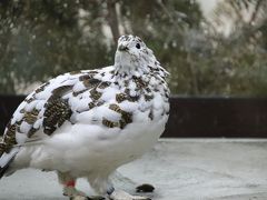 GW恒例の家族旅行 白馬で花巡り 3日目