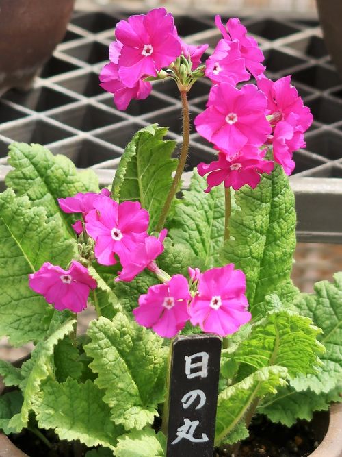 値下❤️世界で一つ激レアビンテージ 桜木製のひまわり&緑葉の彫刻 二点　1971年 桜 | 1981