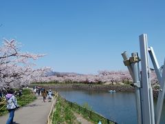 ゴールデンウィーク　桜