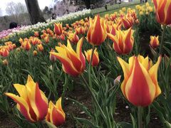 2017年4月 昭和記念公園でお花見と立川ぷち散策