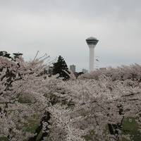 201904-05GW-04_函館五稜郭の桜と鹿部町　Sakura in Goryokaku (Hokkaido)