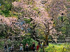 皇居東御苑-3　二の丸庭園-周遊　フゲンゾウ-桜咲く　☆和風の粋/外人客も多く評判に