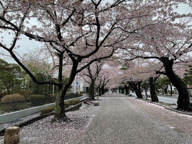 201904-05GW-01_十和田市内で桜鑑賞　Sakura in Towada-shi (Aomori)