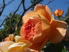 浜名湖ガーデンパーク。「花の美術館」のバラが&#23032;を競っていました。満開です。