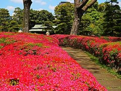 皇居東御苑-4　諏訪の茶屋近く　クルメツツジ満開　☆彩りよく入念に手入れ