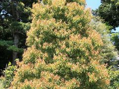 皇居東御苑-5　都道府県の木/庭園　見事に！全植木集合　☆風土伝統に根ざして選定され