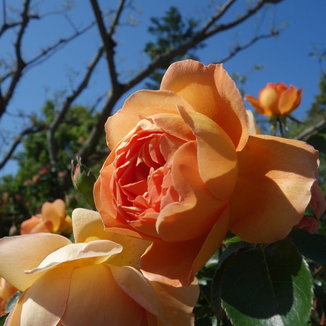 「花の美術館」のバラがみごとに咲いていました。シーズン真っ盛り。満開です。