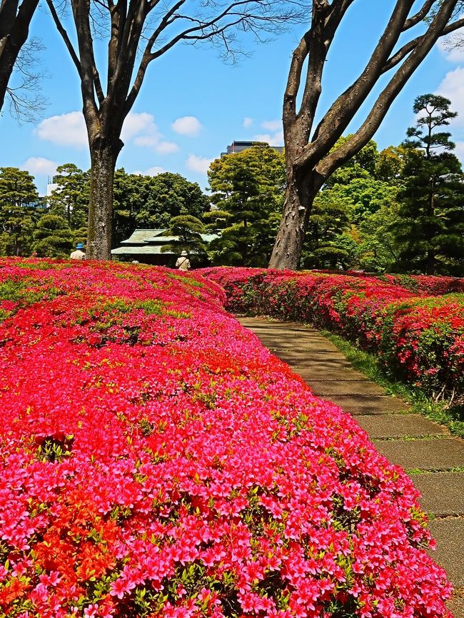 諏訪の茶屋は、江戸時代には吹上地区（現在の御所などのある一帯）にありました。 この建物は、明治45年に再建されたもので、明治期の茶室風の建物として優雅な外観を持っているため、皇居東御苑の整備に当りここに移されました。<br />http://www.hls-j2006.com/koukyo/002/204/　より引用<br /><br />皇居東御苑は、皇居造営の一環として，昭和35年1月29日の閣議決定に基づき，皇居東地区の旧江戸城の本丸・二の丸・三の丸の一部を皇居附属庭園として整備することになり，昭和36年に着工し，昭和43年9月に完成しました。面積約21万平方メートルの庭園は，昭和43年10月1日から宮中行事に支障のない限り一般に公開されています。<br />http://www.kunaicho.go.jp/about/shisetsu/kokyo/kokyo.html<br />より引用<br /> <br />皇居東御苑の年間入園者数最高記録更新について <br /> 平成30年の皇居東御苑の年間入園者数は，1,655,219人となり，過去最高の記録となりました。 （外国人比率は４３．４％）<br /> http://www.kunaicho.go.jp/event/higashigyoen/higashigyoen.html　より引用<br /> http://www.kunaicho.go.jp/event/higashigyoen/pdf/nyuensya.pdf<br /><br />クルメツツジ　 久留米躑躅<br />ツツジ科の常緑低木。天保(てんぽう)年間（1830～43）久留米の有馬藩士、坂本元蔵はキリシマツツジを実生して多数の品種をつくったが、その後も久留米地方ではサタツツジとヤマツツジを主とし、ミヤマキリシマなどの加わったツツジの育種が行われ、現在300品種以上あり、これらを総称してクルメツツジとよんでいる。花形はやや小さいが、花つきがよく、花木として広く栽培される。［小林義雄］　日本大百科全書(ニッポニカ)の解説<br />https://kotobank.jp/word/%E3%82%AF%E3%83%AB%E3%83%A1%E3%83%84%E3%83%84%E3%82%B8-57373　より引用