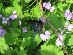 2019年森のさんぽ道で見られた蝶⑦カラスアゲハその他